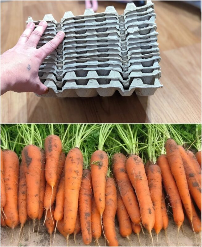 L'astuce surprenante pour faire pousser des carottes sans effort : Pourquoi personne ne vous l'a dit plus tôt ?