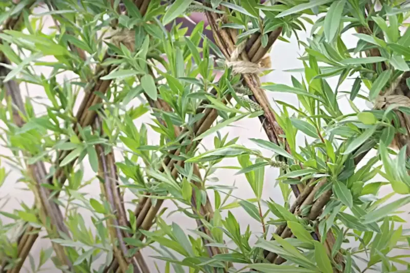 Un homme a planté 3000 boutures autour de son terrain au lieu d'installer une clôture : je vous montre ce qui s'est passé avec elles en trois ans
