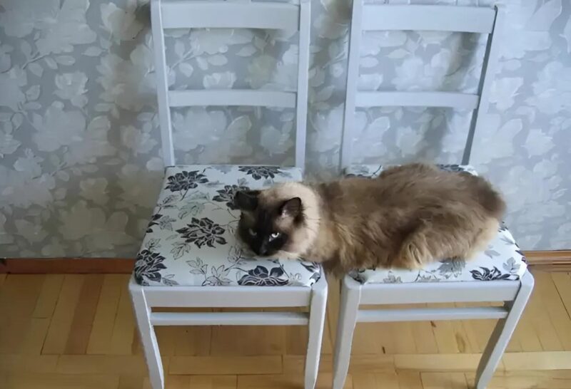 Deux chaises anciennes laissées par ma grand-mère, un travail minutieux et une transformation réussie qui lui aurait fait plaisir
