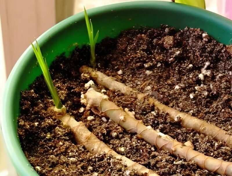 La dracaena était complètement essoufflée... jusqu'à ce qu'un simple geste la fasse exploser de vitalité plus que jamais