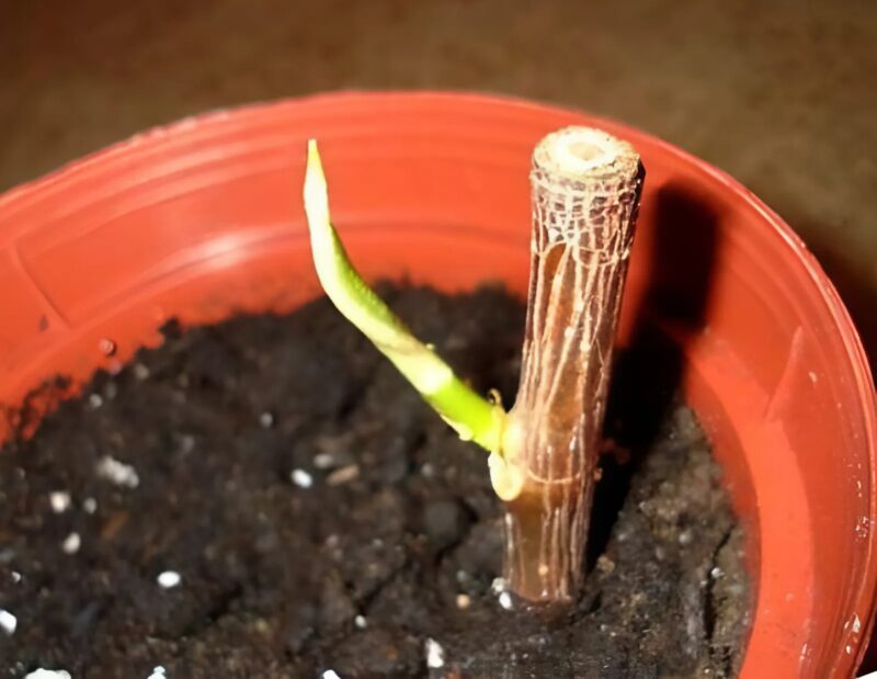 La dracaena était complètement essoufflée... jusqu'à ce qu'un simple geste la fasse exploser de vitalité plus que jamais