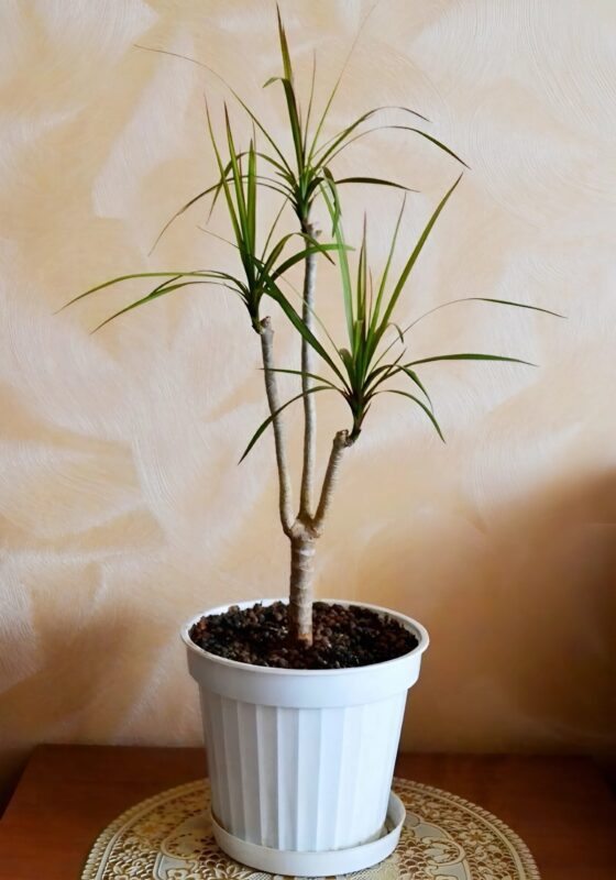 La dracaena était complètement essoufflée... jusqu'à ce qu'un simple geste la fasse exploser de vitalité plus que jamais
