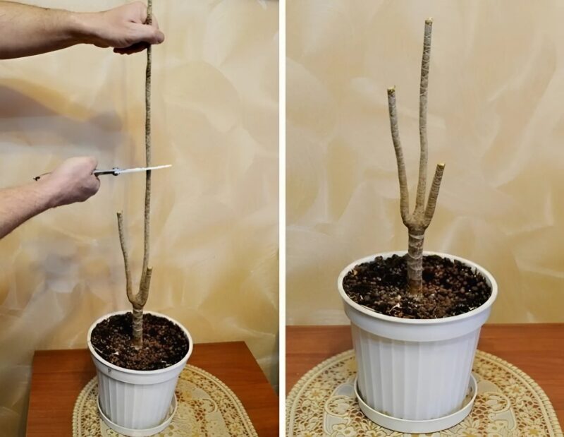 La dracaena était complètement essoufflée... jusqu'à ce qu'un simple geste la fasse exploser de vitalité plus que jamais