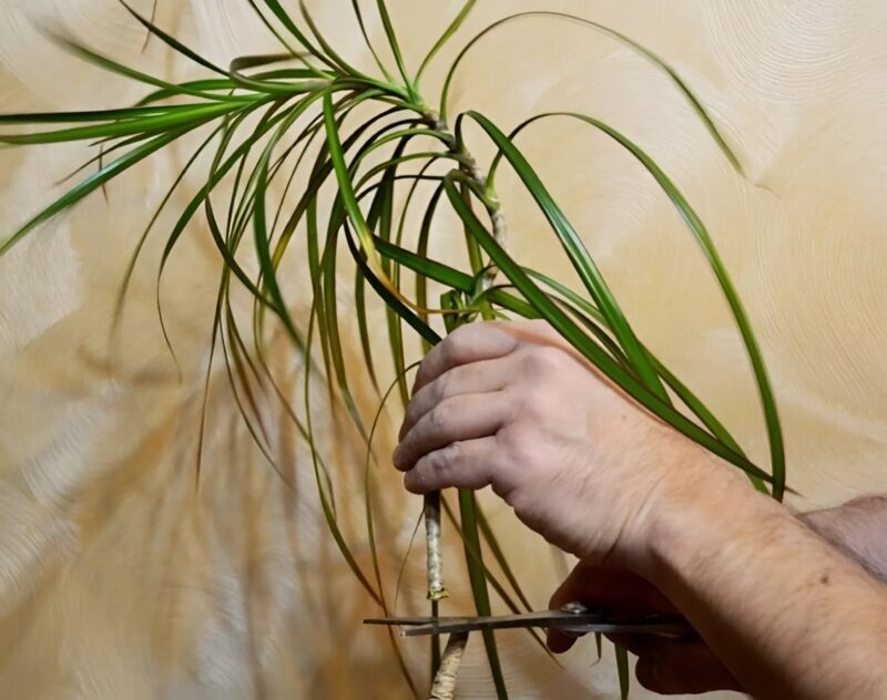 La dracaena était complètement essoufflée... jusqu'à ce qu'un simple geste la fasse exploser de vitalité plus que jamais
