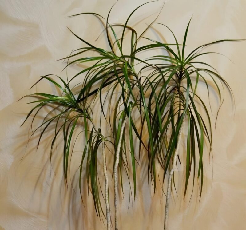 La dracaena était complètement essoufflée... jusqu'à ce qu'un simple geste la fasse exploser de vitalité plus que jamais