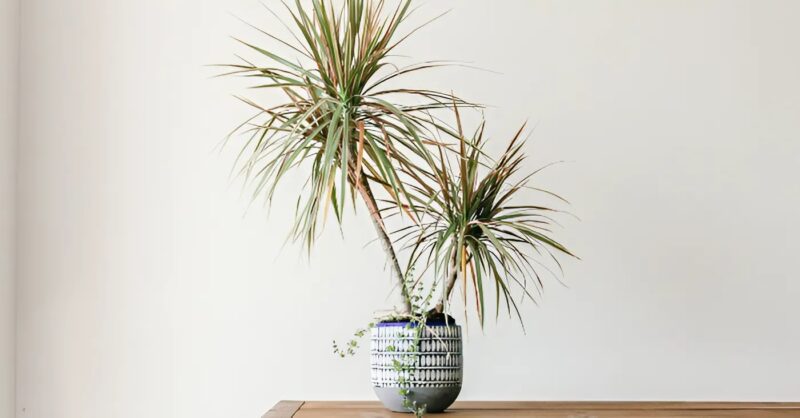 La dracaena était complètement essoufflée... jusqu'à ce qu'un simple geste la fasse exploser de vitalité plus que jamais