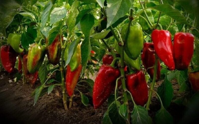 L'étonnante astuce qui lui a permis de faire pousser d'énormes poivrons – et ça ne coûte presque rien