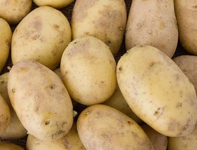 Saviez-vous qu'une seule pomme de terre peut alimenter une lampe pendant quarante jours ? Un petit secret énergétique à découvrir