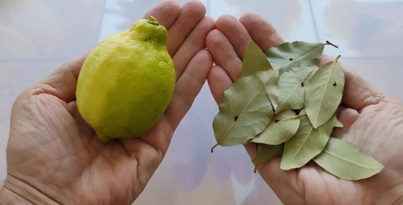 Plante quatre feuilles de laurier dans un demi-citron et pose-le sur la table… Tu comprendras vite pourquoi