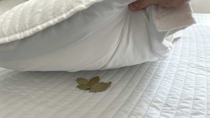 Pourquoi nos grands-parents glissaient du laurier sous leur oreiller chaque nuit sans jamais en expliquer la raison réelle