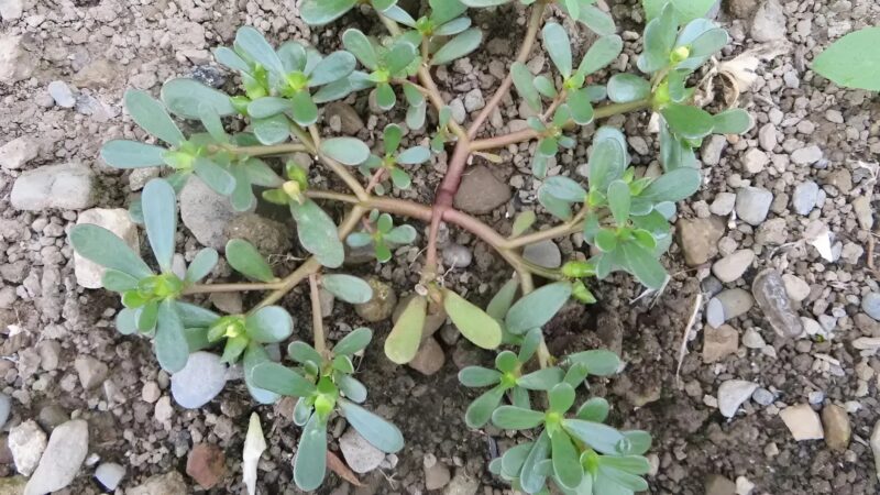 Cette plante surprend tout le monde : plus savoureuse que la viande et facile à cultiver chez vous