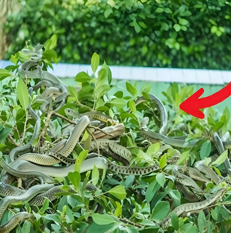 Ces plantes qui attirent les serpents sans que vous le sachiez, transformant votre maison et votre jardin en zone à risque