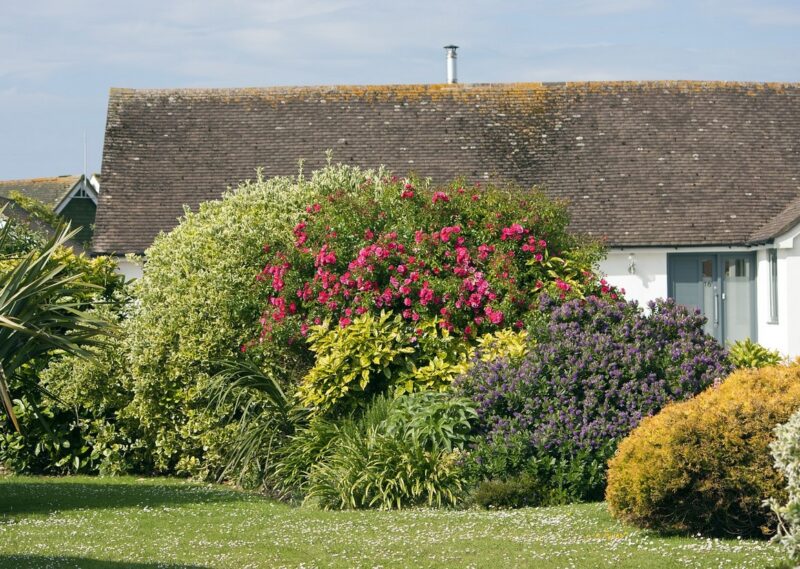 Ces plantes qui attirent les serpents sans que vous le sachiez, transformant votre maison et votre jardin en zone à risque