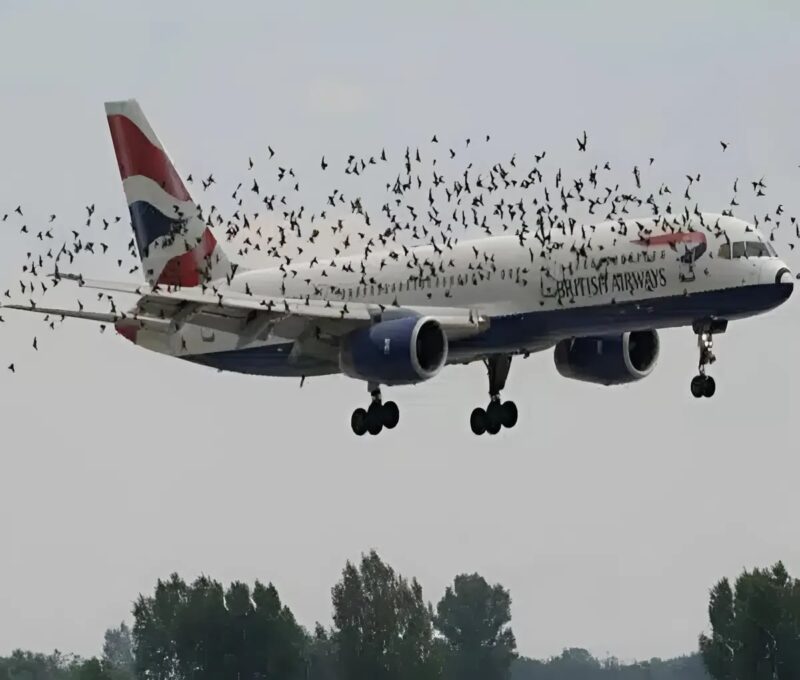 Un Boeing 787 percute un oiseau et provoque l’explosion d’un moteur en plein vol : un drame évité de justesse
