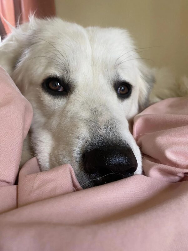 De la douleur à la lumière : le destin bouleversant d’une famille sauvée par l’amour, la foi et un chien