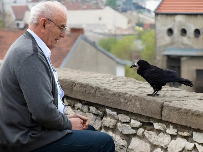 Il pensait simplement nourrir un oiseau, mais ce que ce corbeau lui a ramené un an plus tard lui a réchauffé le cœur