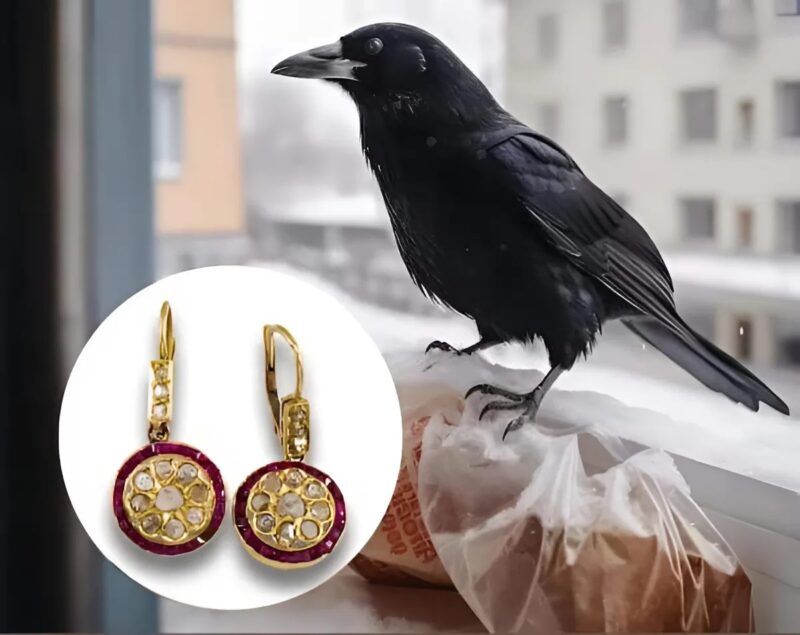 Il pensait simplement nourrir un oiseau, mais ce que ce corbeau lui a ramené un an plus tard lui a réchauffé le cœur