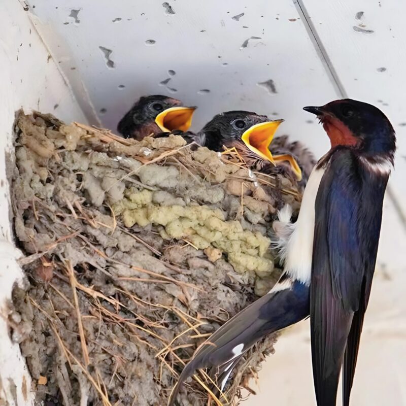 Une hirondelle a construit son nid sous votre toit : que symbolise ce présage populaire