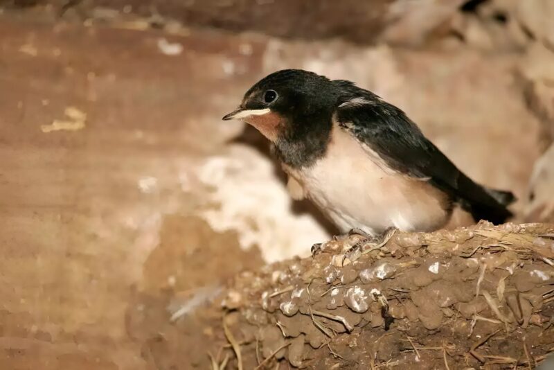 Une hirondelle a construit son nid sous votre toit : que symbolise ce présage populaire