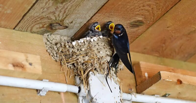 Une hirondelle a construit son nid sous votre toit : que symbolise ce présage populaire