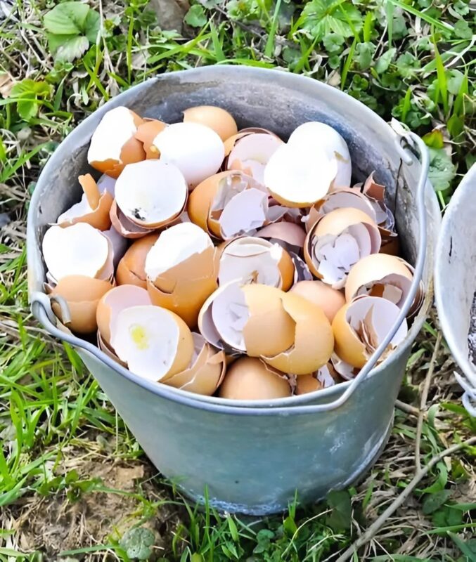 Faire tremper les coquilles d’œufs dans l’eau : la surprenante raison pour laquelle tout le monde s’y met