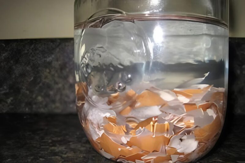 Faire tremper les coquilles d’œufs dans l’eau : la surprenante raison pour laquelle tout le monde s’y met