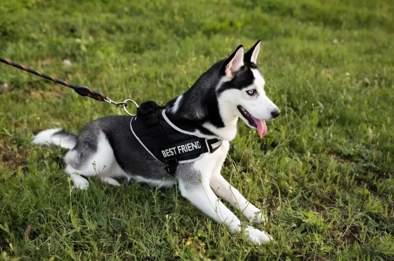 Un chien de service a bondi sur une poussette à l’aéroport : Ce qui en est sorti a glacé tout le monde