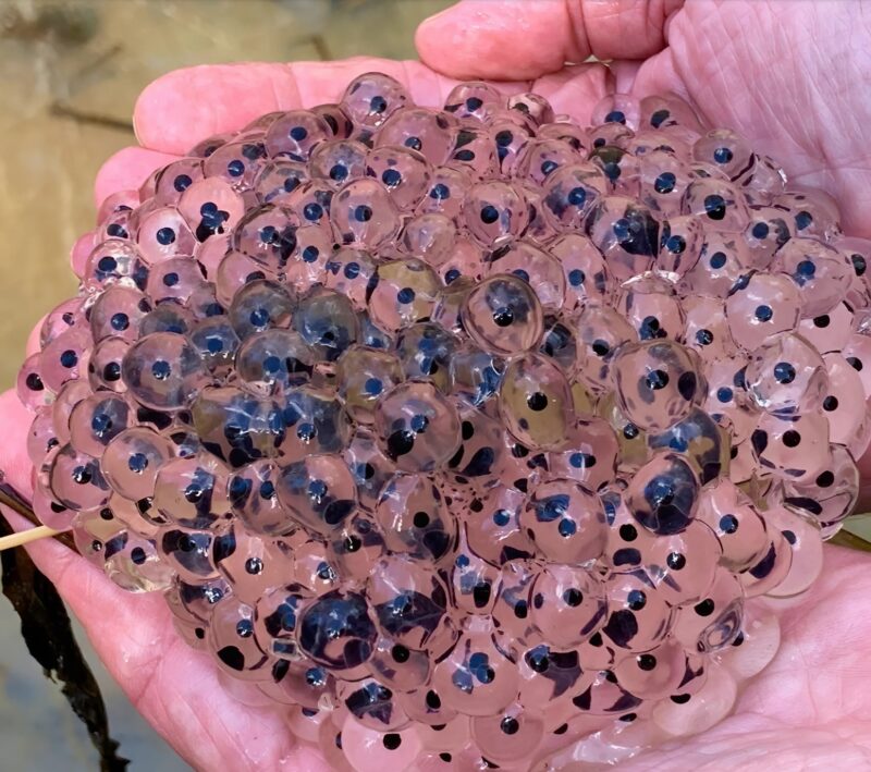 Ce qu’un fermier a trouvé dans son champ de soja après la pluie laisse les spécialistes perplexes et intrigués