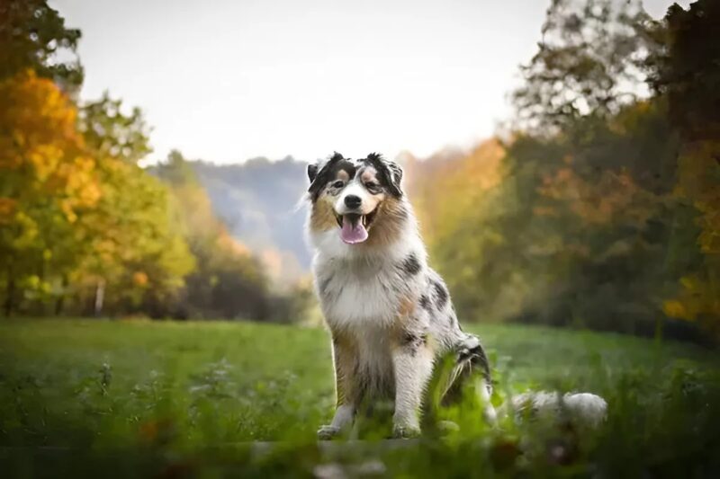 Au milieu de la fête, personne ne prêta attention à la femme enveloppée dans un xarga, mais Milo, le chien du village, a senti qu'elle cachait quelque chose de terrible sous sa robe