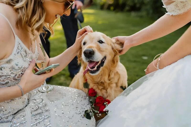 Au milieu de la fête, personne ne prêta attention à la femme enveloppée dans un xarga, mais Milo, le chien du village, a senti qu'elle cachait quelque chose de terrible sous sa robe