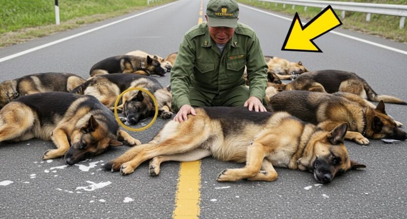 Un ancien soldat découvre 8 chiens abandonnés – ce qu’il fait ensuite va bouleverser des vies